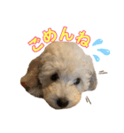 トイプードルモコちゃんスタンプ（個別スタンプ：4）