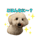トイプードルモコちゃんスタンプ（個別スタンプ：14）