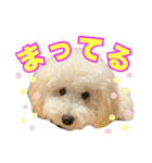 トイプードルモコちゃんスタンプ（個別スタンプ：18）