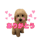 トイプードルモコちゃんスタンプ（個別スタンプ：25）