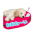 トイプードルモコちゃんスタンプ（個別スタンプ：27）