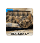 あおとちゃ〜としゅっちゃん（個別スタンプ：6）