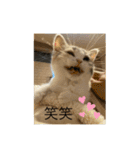あおとちゃ〜としゅっちゃん（個別スタンプ：7）