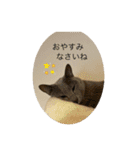 あおとちゃ〜としゅっちゃん（個別スタンプ：8）