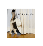あおとちゃ〜としゅっちゃん（個別スタンプ：10）