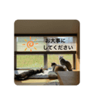 あおとちゃ〜としゅっちゃん（個別スタンプ：15）