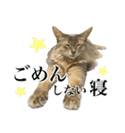 花と猫 ダリアとソマリ（個別スタンプ：1）