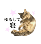 花と猫 ダリアとソマリ（個別スタンプ：2）