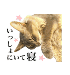 花と猫 ダリアとソマリ（個別スタンプ：4）