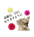花と猫 ダリアとソマリ（個別スタンプ：6）