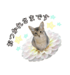 花と猫 ダリアとソマリ（個別スタンプ：8）