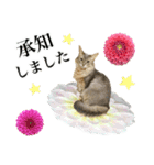 花と猫 ダリアとソマリ（個別スタンプ：9）