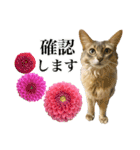 花と猫 ダリアとソマリ（個別スタンプ：10）