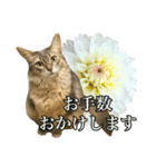 花と猫 ダリアとソマリ（個別スタンプ：11）