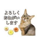 花と猫 ダリアとソマリ（個別スタンプ：12）