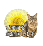 花と猫 ダリアとソマリ（個別スタンプ：13）