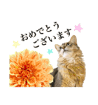 花と猫 ダリアとソマリ（個別スタンプ：14）