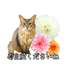 花と猫 ダリアとソマリ（個別スタンプ：15）