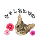 花と猫 ダリアとソマリ（個別スタンプ：16）