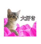 花と猫 ダリアとソマリ（個別スタンプ：17）