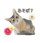 花と猫 ダリアとソマリ（個別スタンプ：18）