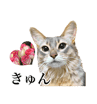 花と猫 ダリアとソマリ（個別スタンプ：20）