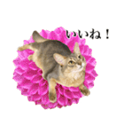 花と猫 ダリアとソマリ（個別スタンプ：21）