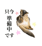 花と猫 ダリアとソマリ（個別スタンプ：24）
