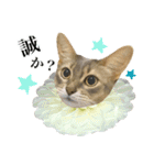 花と猫 ダリアとソマリ（個別スタンプ：25）
