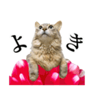 花と猫 ダリアとソマリ（個別スタンプ：27）