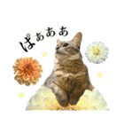 花と猫 ダリアとソマリ（個別スタンプ：28）