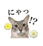 花と猫 ダリアとソマリ（個別スタンプ：29）