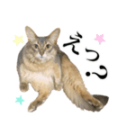 花と猫 ダリアとソマリ（個別スタンプ：30）