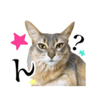 花と猫 ダリアとソマリ（個別スタンプ：31）