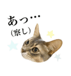 花と猫 ダリアとソマリ（個別スタンプ：32）