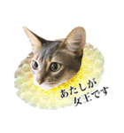 花と猫 ダリアとソマリ（個別スタンプ：33）