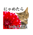 花と猫 ダリアとソマリ（個別スタンプ：34）
