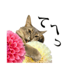 花と猫 ダリアとソマリ（個別スタンプ：35）