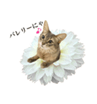 花と猫 ダリアとソマリ（個別スタンプ：36）