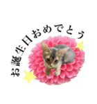 花と猫 ダリアとソマリ（個別スタンプ：37）