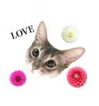花と猫 ダリアとソマリ（個別スタンプ：39）