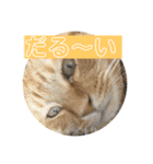 ハルチィースタンプ（個別スタンプ：1）