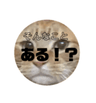 ハルチィースタンプ（個別スタンプ：3）