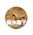 ハルチィースタンプ（個別スタンプ：7）