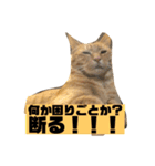 ハルチィースタンプ（個別スタンプ：9）