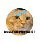 ハルチィースタンプ（個別スタンプ：13）