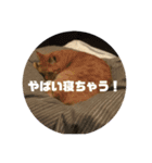 ハルチィースタンプ（個別スタンプ：14）