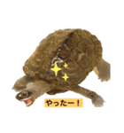 クサガメブラザーズ（個別スタンプ：1）