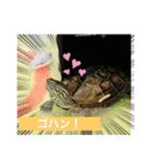 クサガメブラザーズ（個別スタンプ：2）