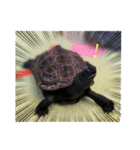 クサガメブラザーズ（個別スタンプ：5）